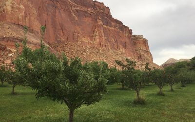 Capitol Reef National Park…The Best Pies in the USA??!